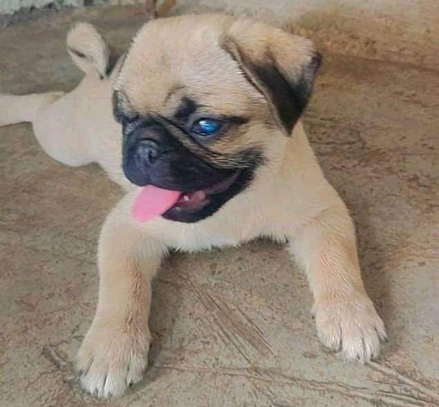 Pug Price In Kolkata