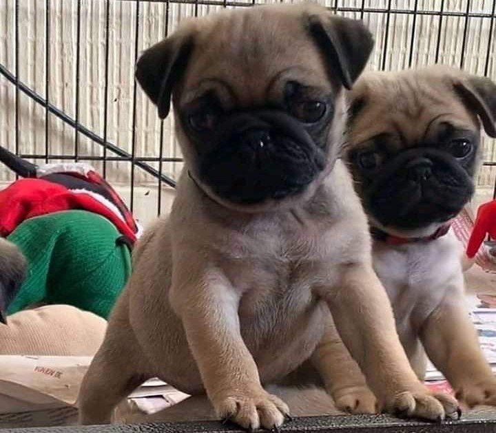 Pug dog breeder in Kolkata