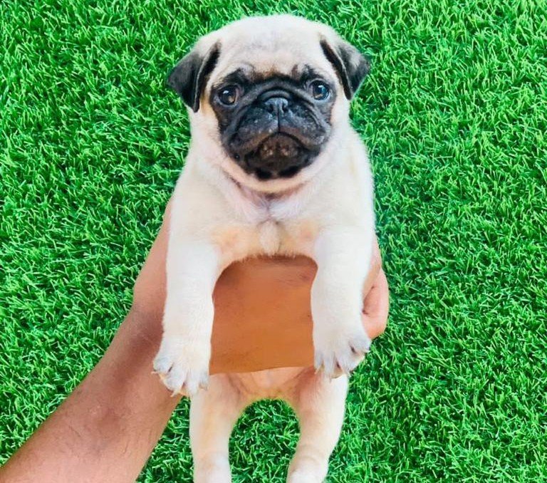 Pug Female price in Kolkata