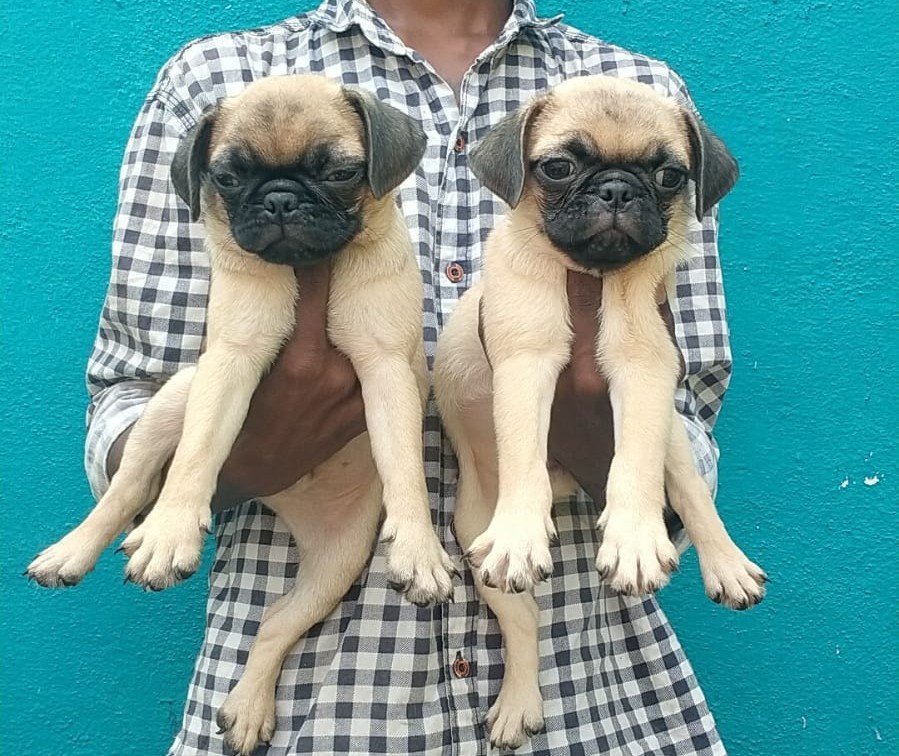 Pure Breed Pug price in Kolkata