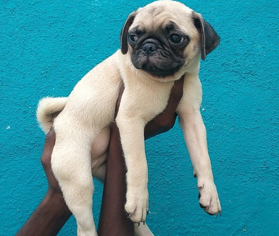 Pug online price in Kolkata