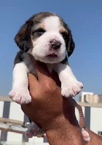 Beagle Male Purebred Price In Ahmedabad