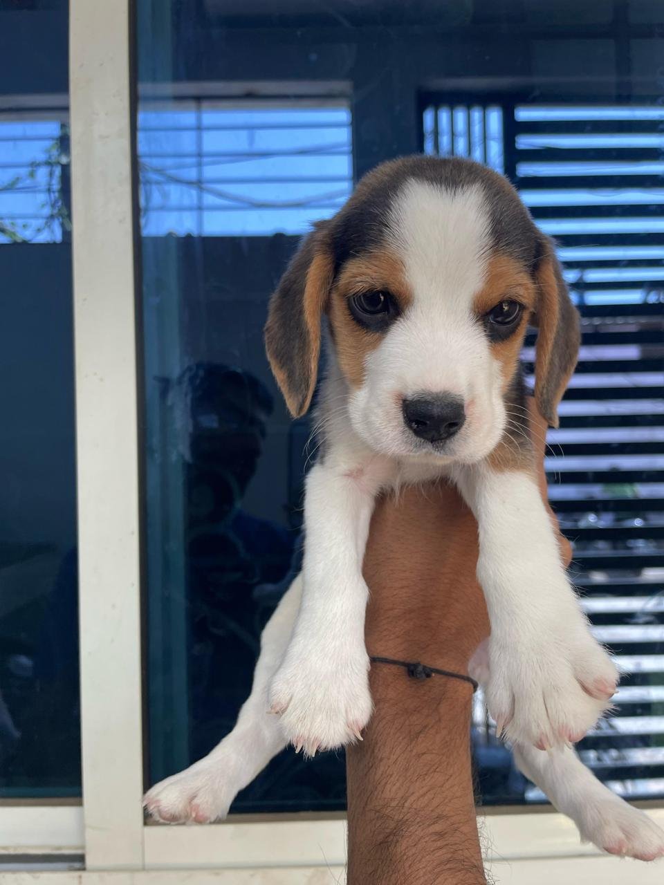 Beagle Female Puppies For Sale In Ahmedabad