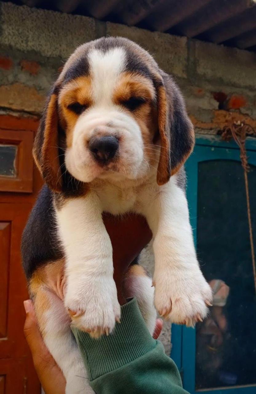 Beagle Male Puppy At Reasonavble Price In Ahmedabad
