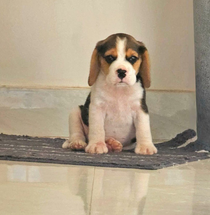 Beagle Female Puppy At Reasonable Price In Ahmedabad