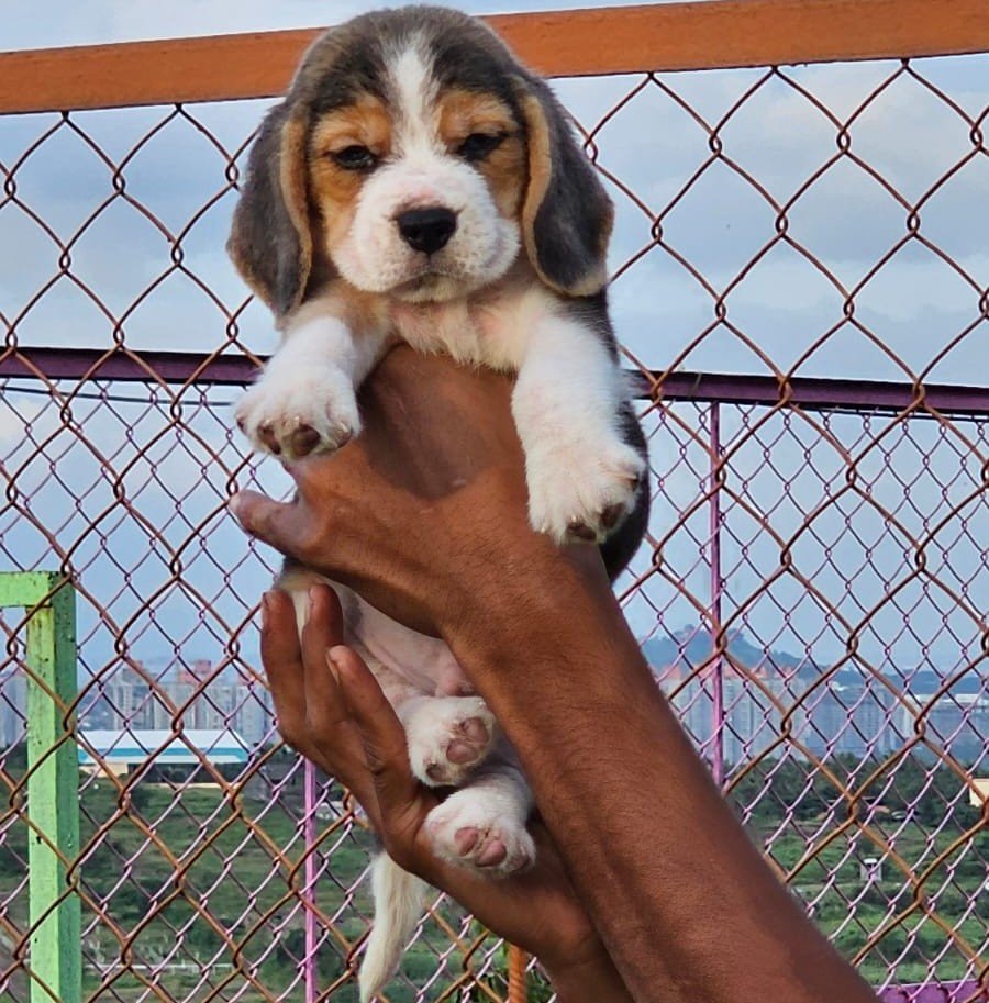 Beagle Female Puppy At Affordable Price In Ahmedbad