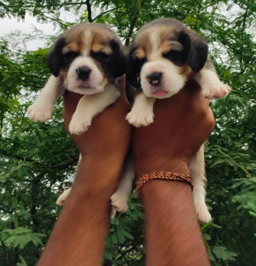 Beagle Price In Ahmedabad