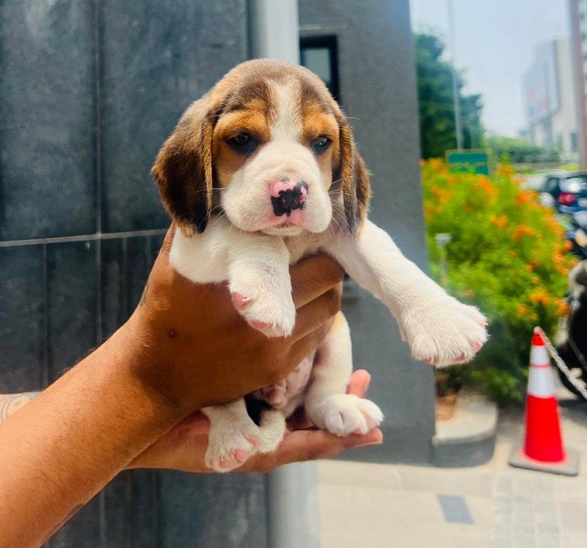 Beagle dog breeder in Ahmedabad