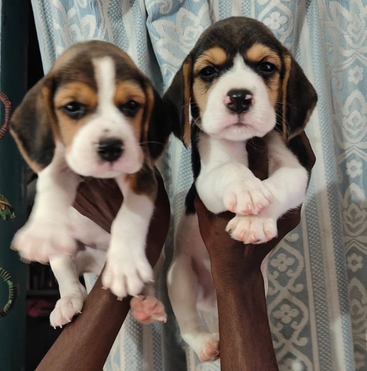 Beagle Female price in Ahmedabad