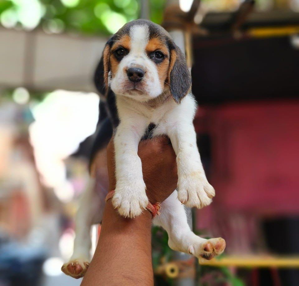 Beagle Male Price in Ahmedabad