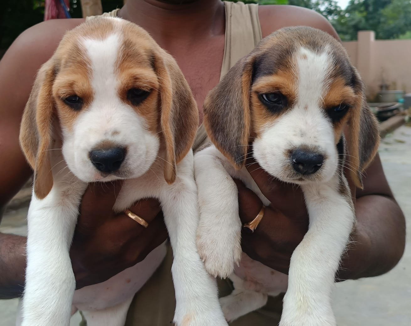 Pure Breed Beagle price in Ahmedabad