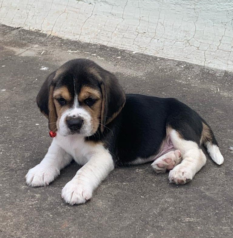 Beagle online price in Ahmedabad