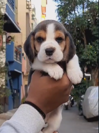Beagle Female Dog Breeder In Ahmedabad