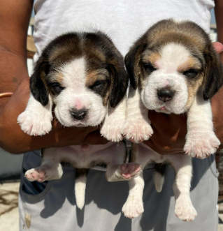 Beagle Male Puppies Price In Ahmedabad.
