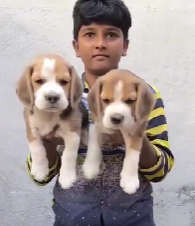 Beagle Female Puppies Price In Ahemdabad
