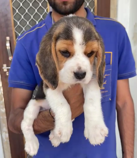 Beagle Clever Male Puppies Price In Ahmedabad