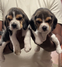 Beagle Male Puppies For Sale In Ahmedabad