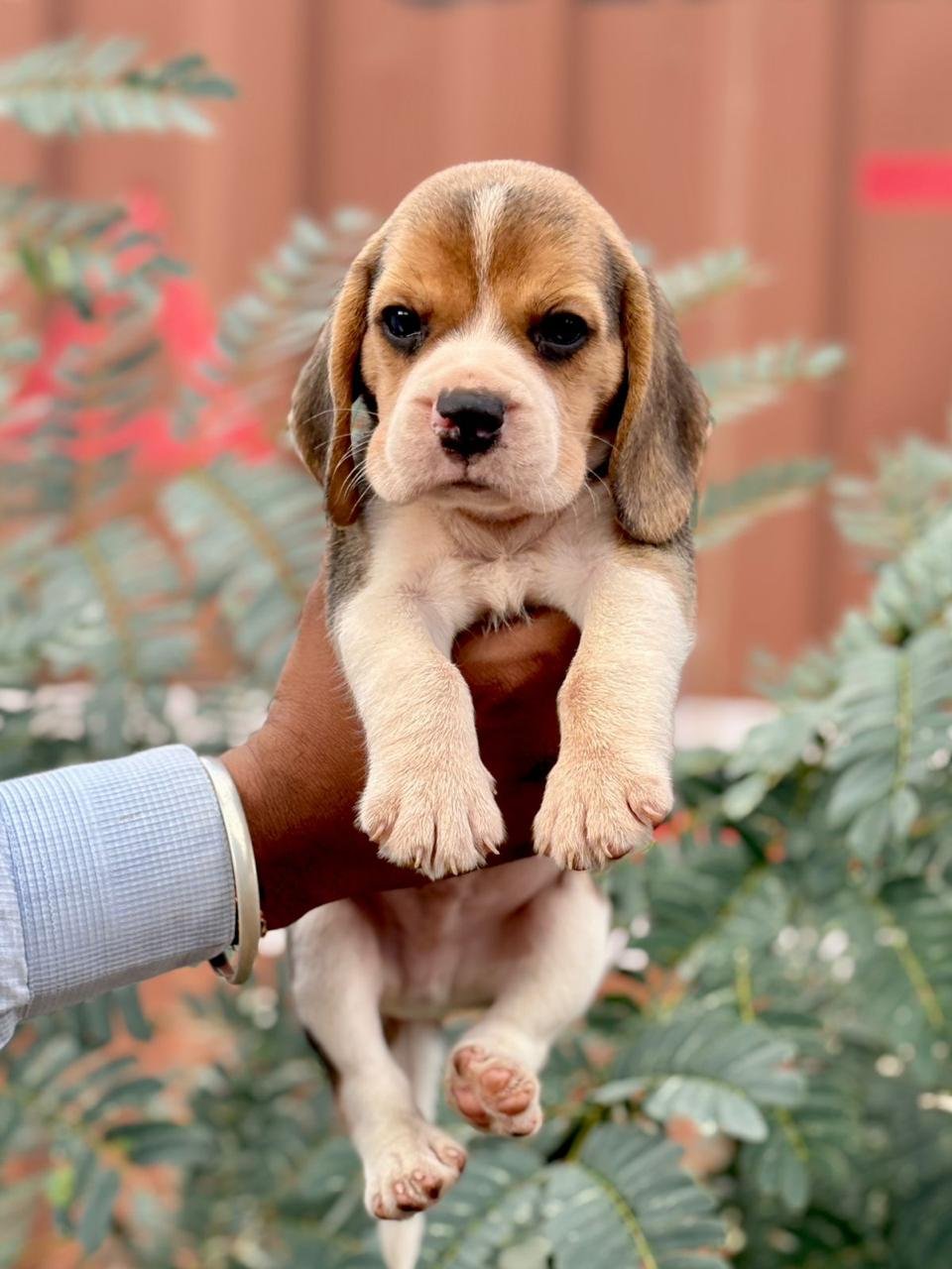 Beagle Male Puppy At Affrodable Price In Ahmedabad