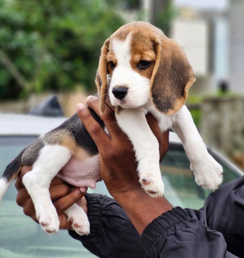 Beagle Male PuppyAt Inexpensive Price In Ahmedbad