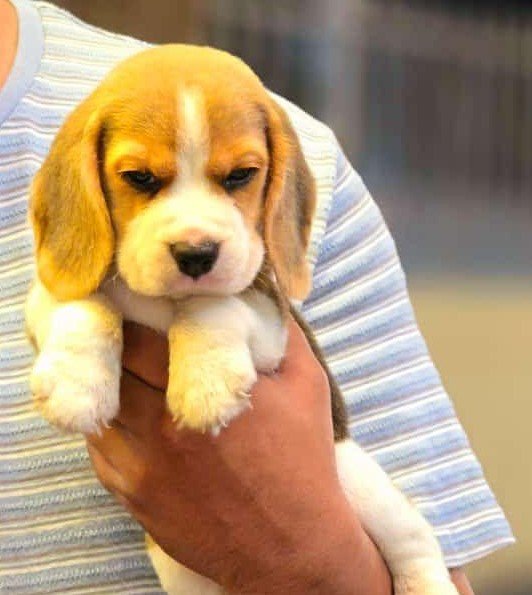Beagle Female Puppy At Inexpensive Price In Ahmedbad