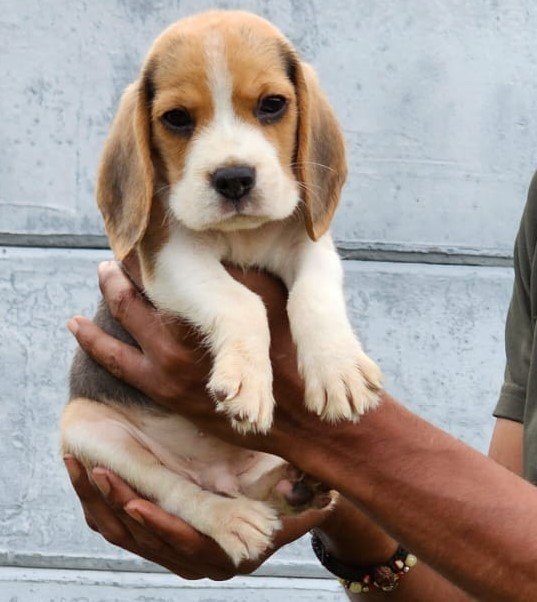 Beagle KCI Registered Male Puppy Price In Ahmedabad