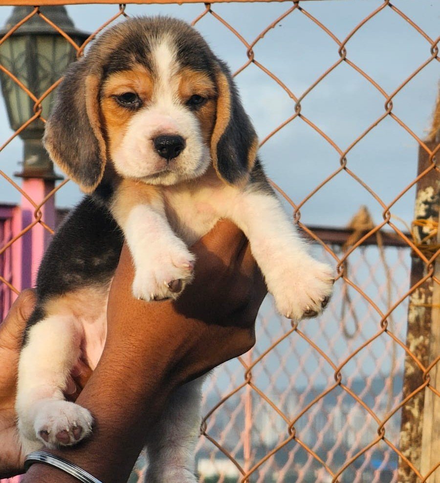 Beagle Price In Bangalore