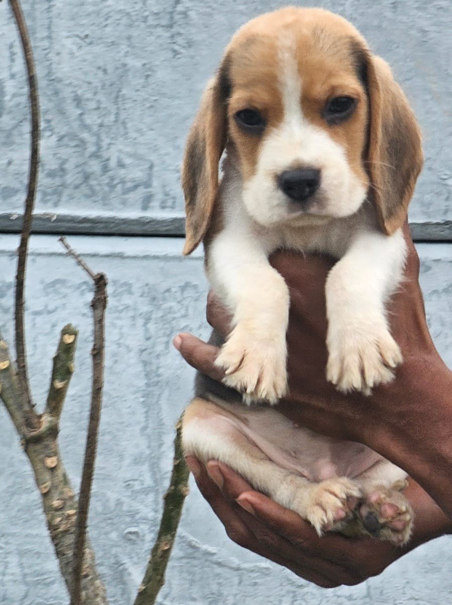 Beagle dog breeder in Bangalore