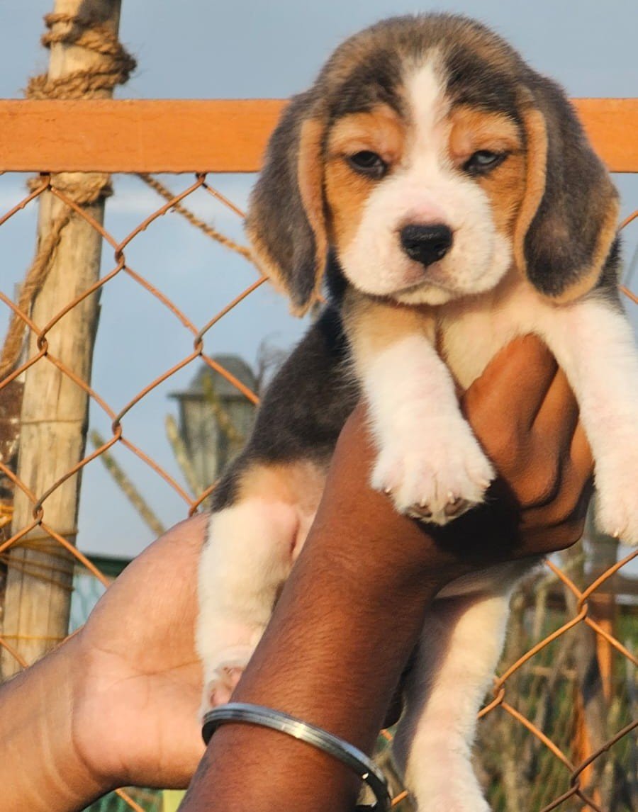 Beagle Female price in Bangalore
