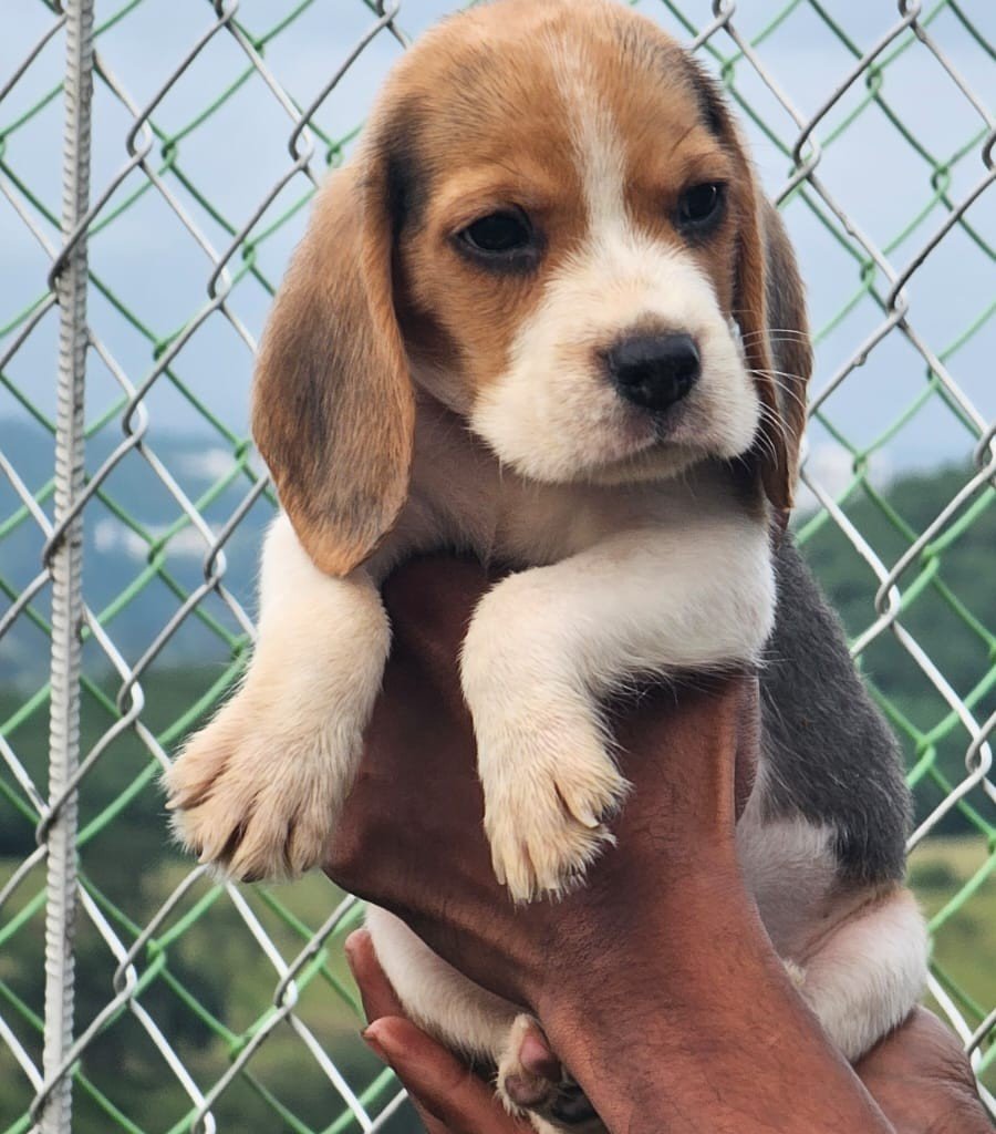 Beagle Male Price in Bangalore