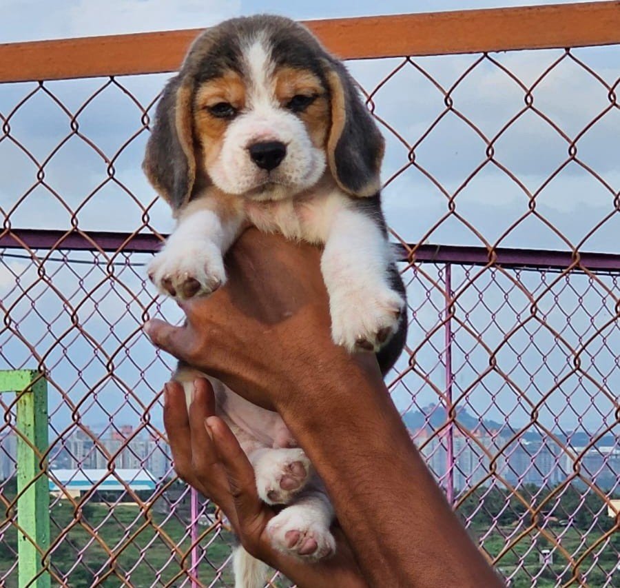 Pure Breed Beagle price in Bangalore