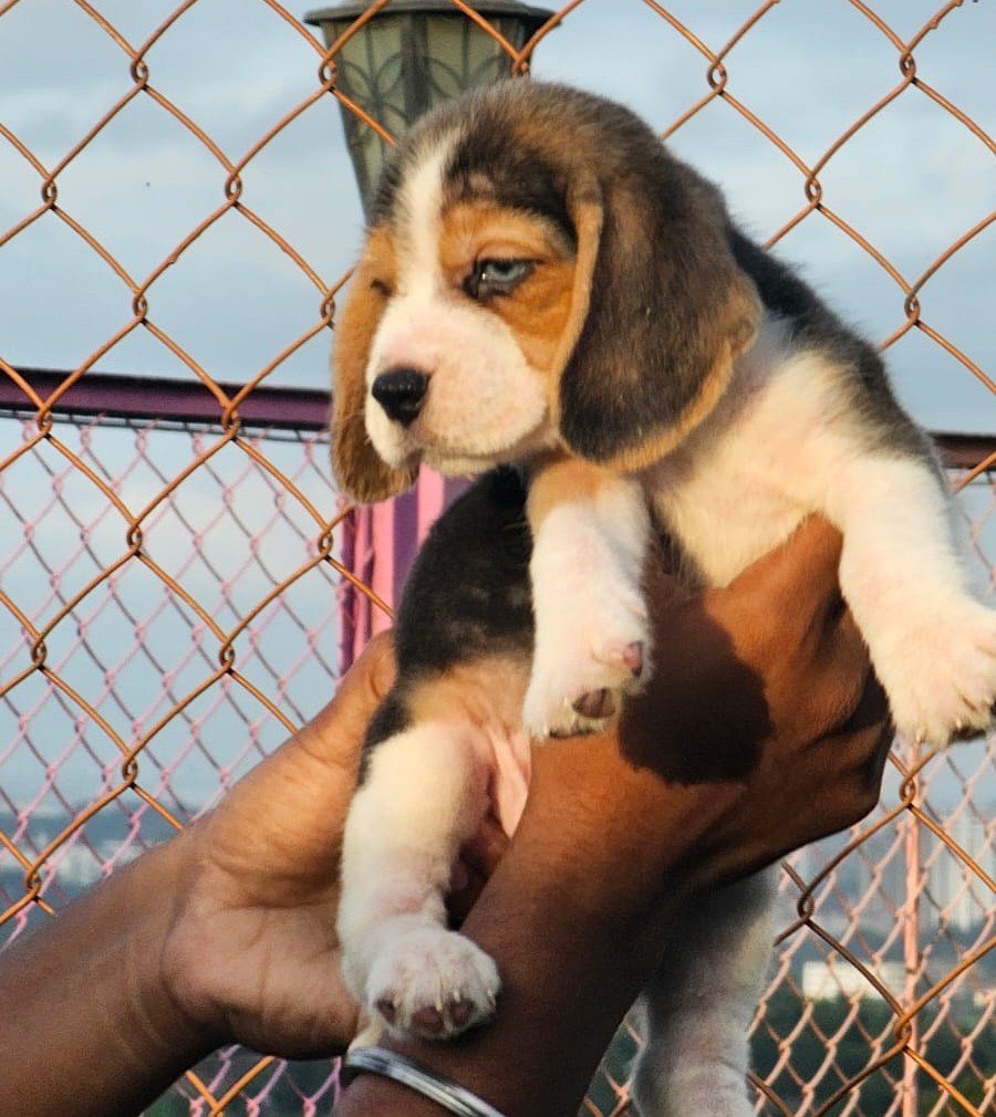 Beagle online price in Bangalore