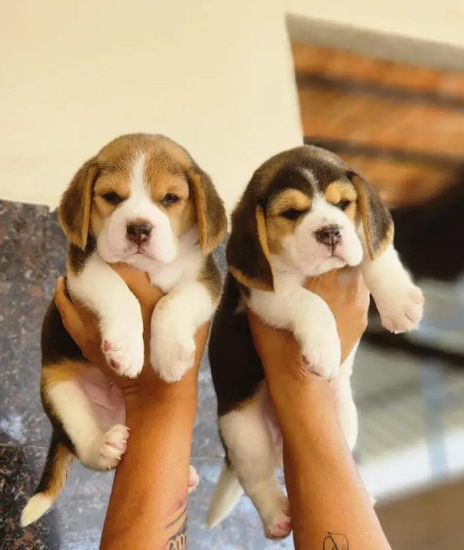 Beagle price in mumbai