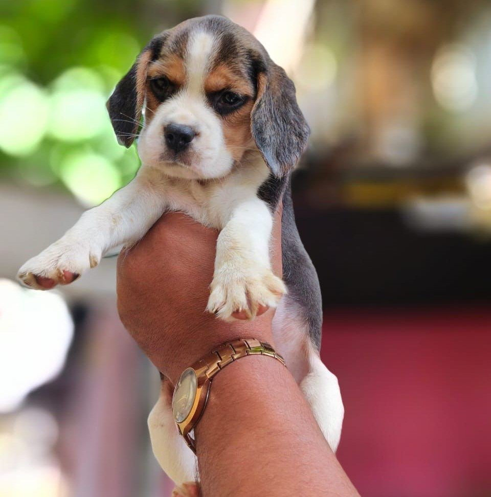 Beagle female price in mumbai