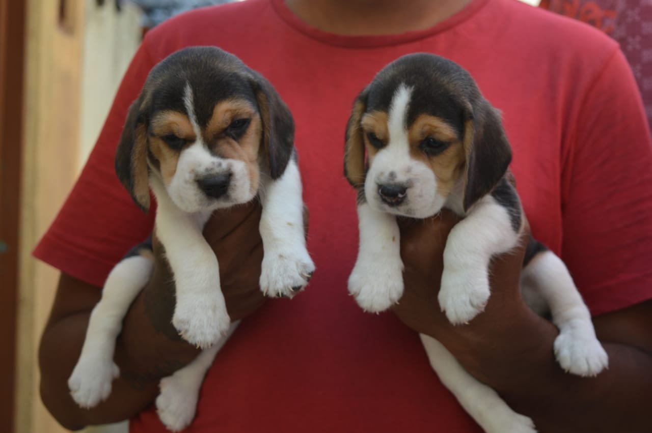 Beagle male price in mumbai