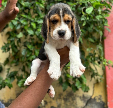 Beagle for sale online in mumbai