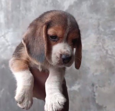Beagle price in mumbai