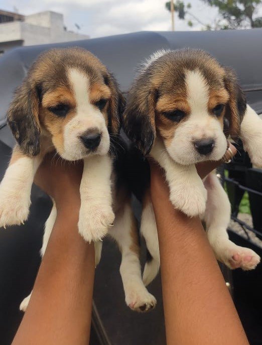 Beagle price in pune