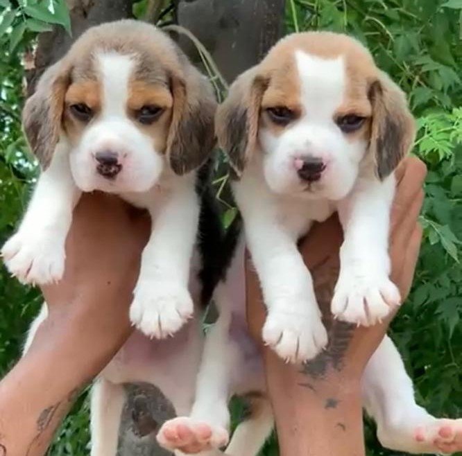 Beagle female price in pune