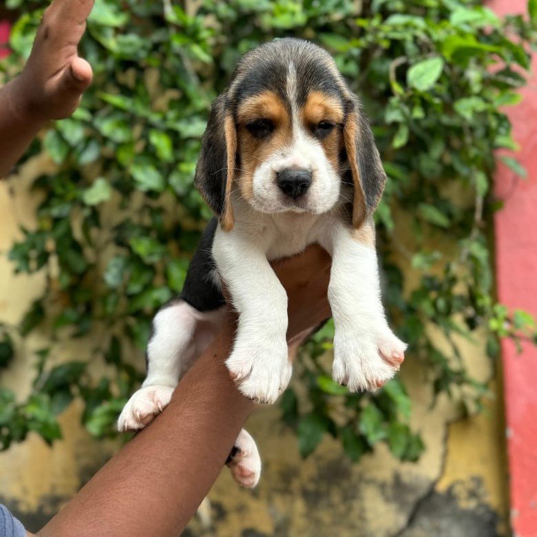 Beagle male price in pune