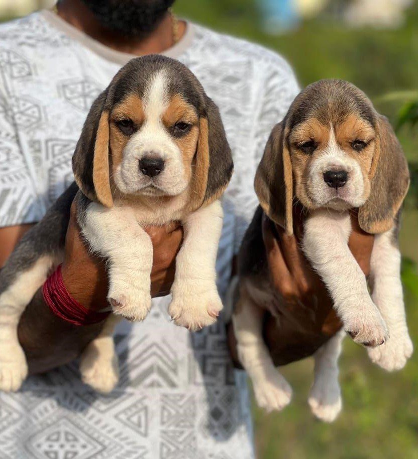 Beagle dog price in pune