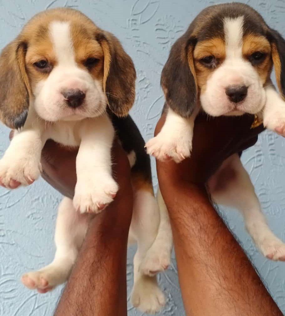 Beagle Price In Chennai