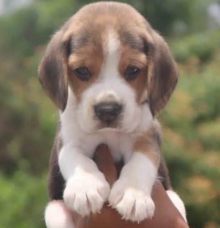 Beagle dog breeder in Chennai