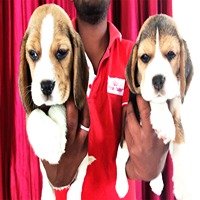 Beagle Female price in Chennai