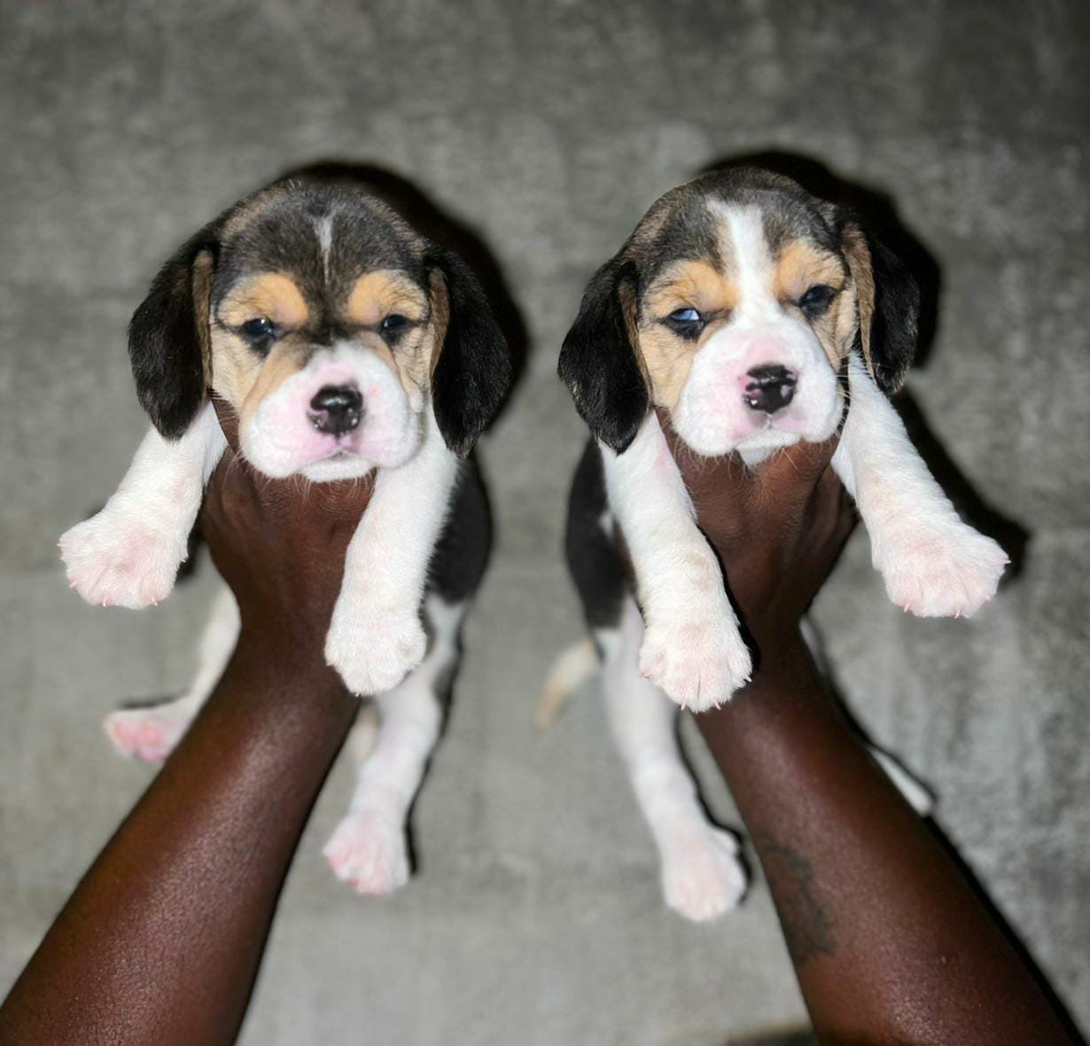 Beagle Male Price in Chennai