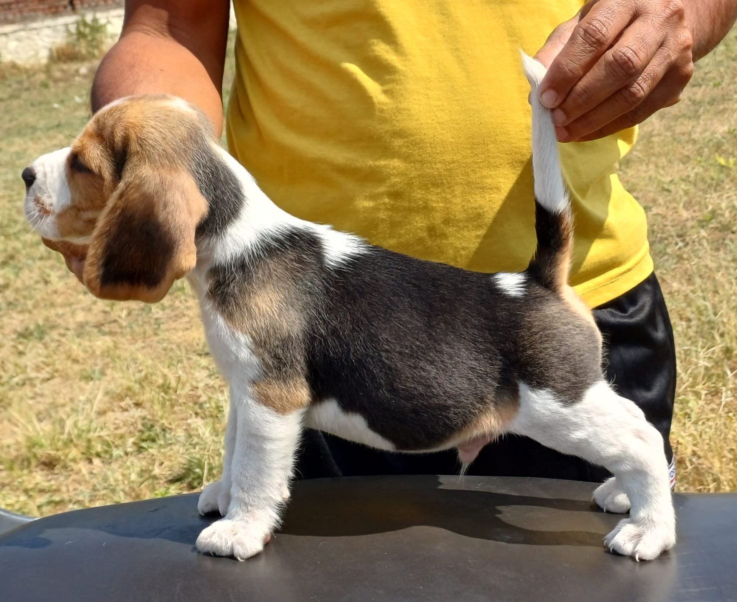 Pure Breed Beagleprice in Chennai
