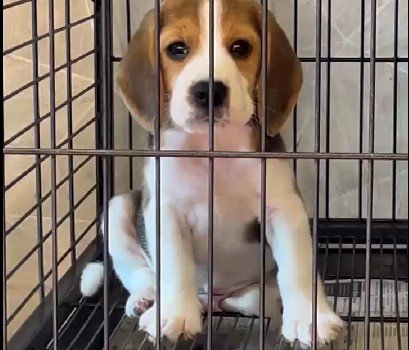 Beagle online price in Chennai