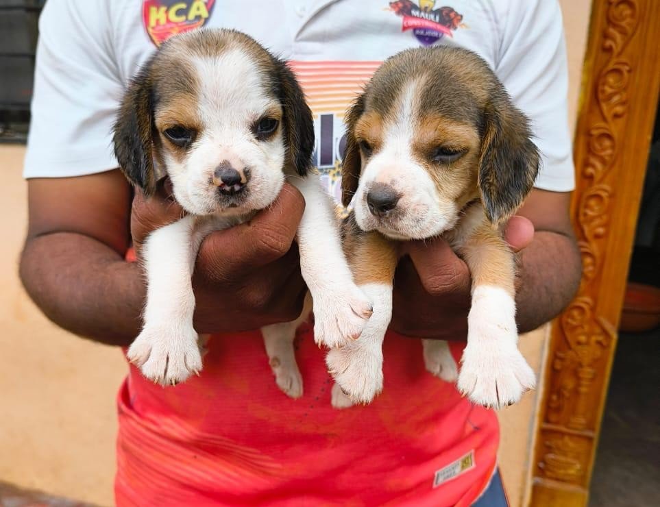 Beagle Price In Hyderabad