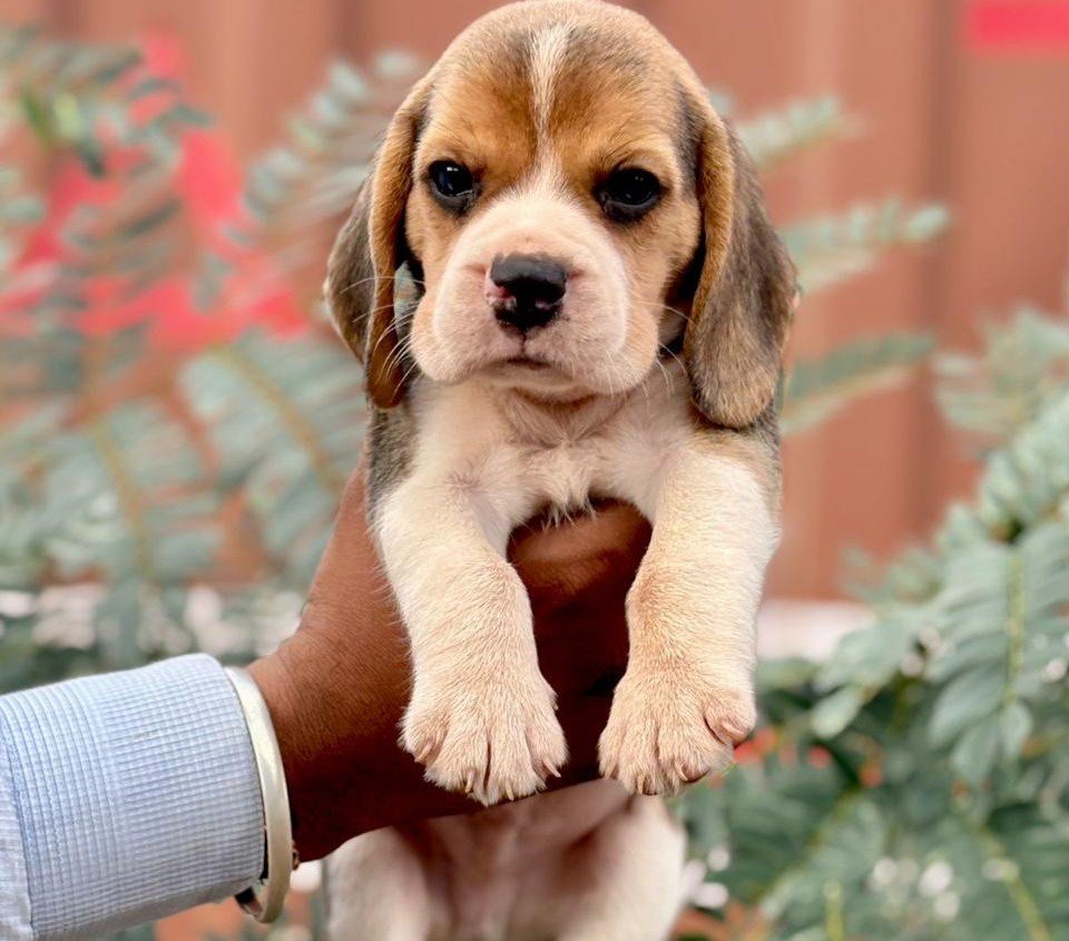 Beagle dog breeder in Hyderabad