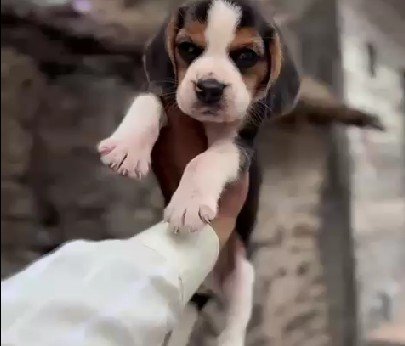 Beagle Female price in Hyderabad