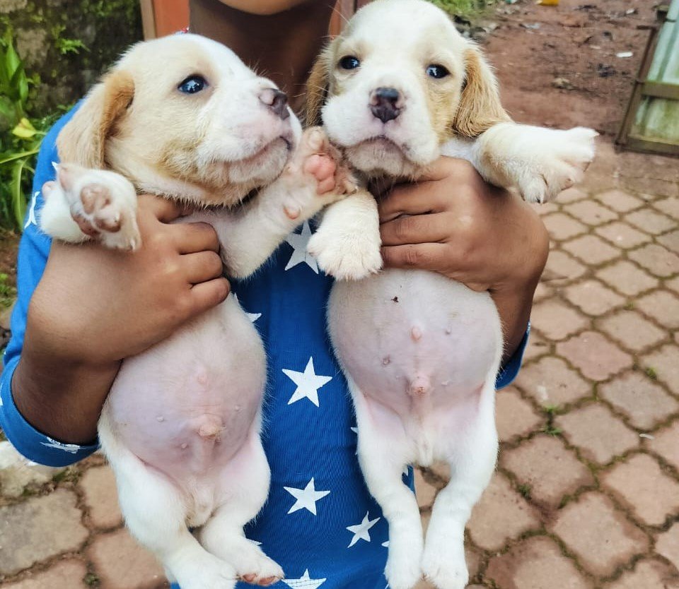Beagle Male Price in Hyderabad